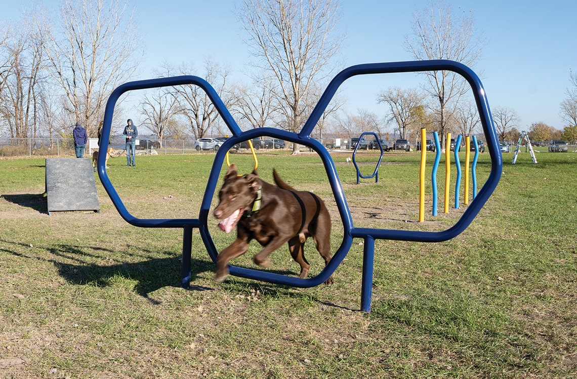Outdoor Dog Play Equipment
